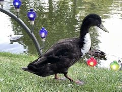 Anas platyrhynchos domesticus