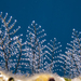 Christmas Tree Hydroid - Photo (c) Stergios Vasilis, some rights reserved (CC BY-NC-ND), uploaded by Stergios Vasilis