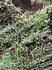 Cladonia ochrochlora