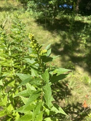 Solidago latissimifolia