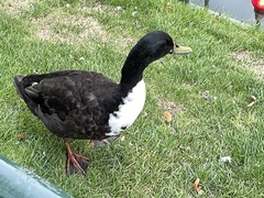 Anas platyrhynchos domesticus