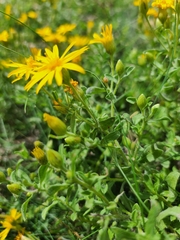 Heterotheca hirsutissima