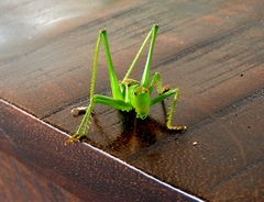 Neobarrettia sinaloae