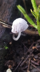 Mycena tenerrima