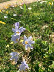 Ixia rapunculoides