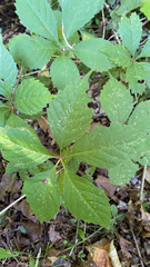 Parthenocissus inserta