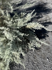 Artemisia filifolia