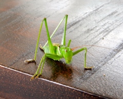 Neobarrettia sinaloae