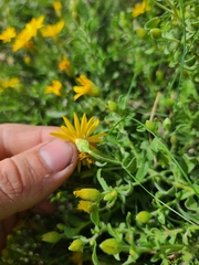 Heterotheca hirsutissima