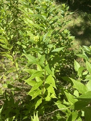 Solidago latissimifolia