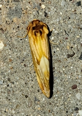 Cirrhophanus dyari