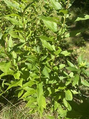 Solidago latissimifolia