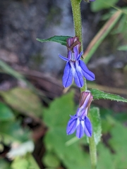 Lobelia puberula
