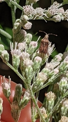 Harmostes fraterculus