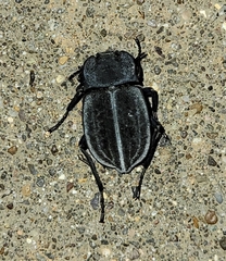 Stenomorpha opaca