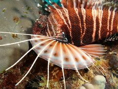 Pterois mombasae