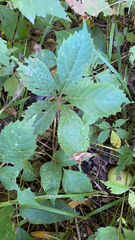 Parthenocissus inserta