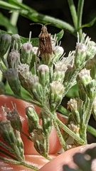 Harmostes fraterculus