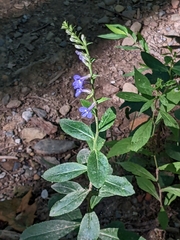 Lobelia puberula