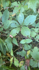 Parthenocissus inserta