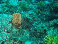 Canthigaster petersii