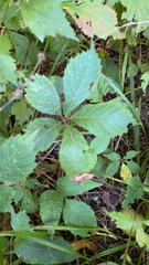 Parthenocissus inserta