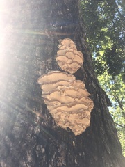 Climacodon septentrionalis