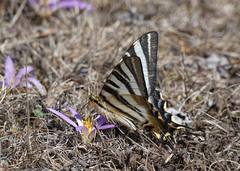 Iphiclides feisthamelii