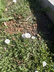 Convolvulus