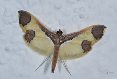 Syllepis