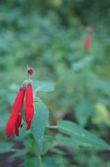 Salvia fulgens