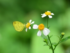 Eurema
