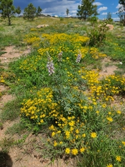 Heterotheca hirsutissima