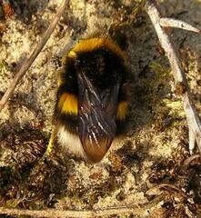 Bombus