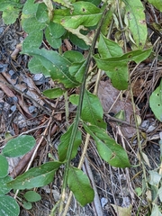 Aureolaria grandiflora
