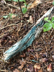 Chlorociboria aeruginascens