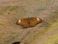 Tanaecia julii