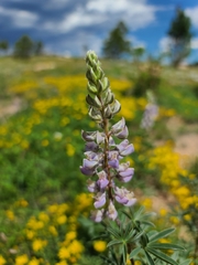 Lupinus argenteus