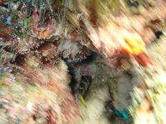 Paraluteres prionurus