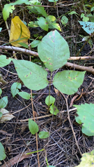 Toxicodendron rydbergii