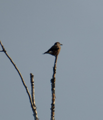 Nucifraga caryocatactes