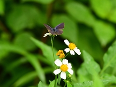 Anthene emolus goberus