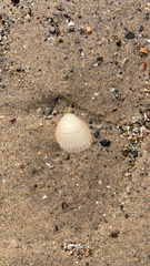 Cerastoderma edule