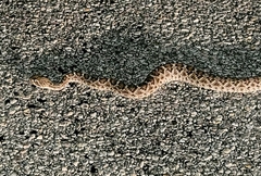 Crotalus atrox