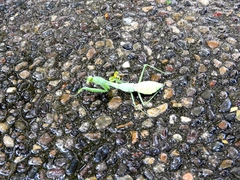 Stagmomantis limbata