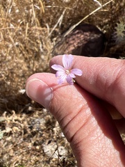 Epilobium brachycarpum