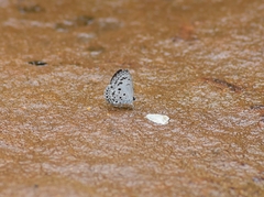 Acytolepis puspa