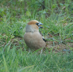 Coccothraustes coccothraustes