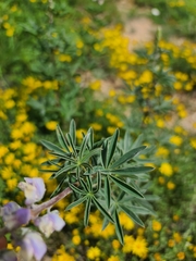 Lupinus argenteus
