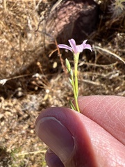 Epilobium brachycarpum
